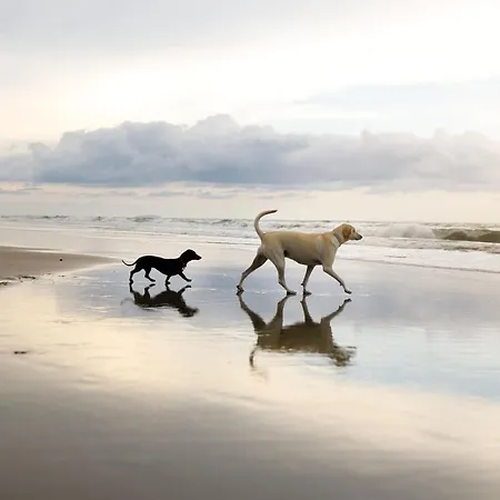 The Tidal Shack Ferienhaus *